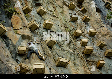 Un apicoltore si arrampica su una ripida scogliera di una montagna di raccogliere miele da alveari in legno nella contea di Zhenping, Cina nord-occidentale della provincia di Shaanxi, 2 settembre Foto Stock