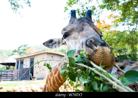 Giraffa. La realizzazione di una divertente faccia come egli mastica. Il concetto degli animali negli zoo. Foto Stock