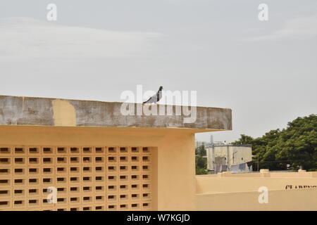 Un piccione è seduto sulla cima dell'edificio Foto Stock