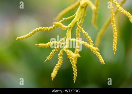 Le infiorescenze della pianta Dypsis lutescens close-up nella luce naturale. Thailandia. Foto Stock