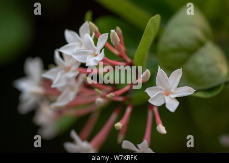 Bianco dei fiori della pianta Abelia close-up nella luce naturale. Thailandia. Foto Stock