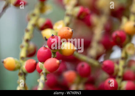 I frutti della pianta Caryota mitis close-up nella luce naturale. Thailandia. Foto Stock