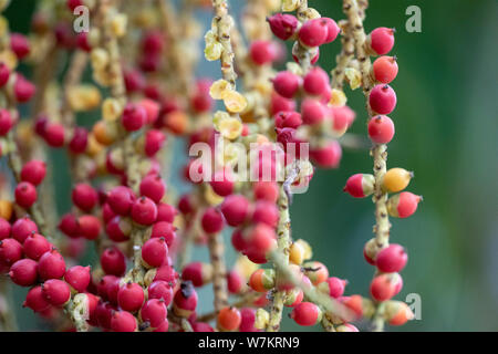 I frutti della pianta Caryota mitis close-up nella luce naturale. Thailandia. Foto Stock