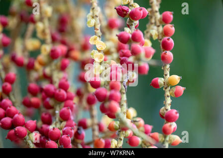 I frutti della pianta Caryota mitis close-up nella luce naturale. Thailandia. Foto Stock