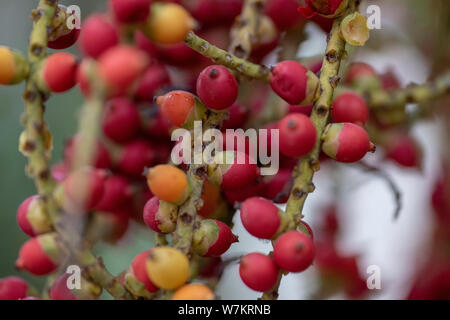 I frutti della pianta Caryota mitis close-up nella luce naturale. Thailandia. Foto Stock