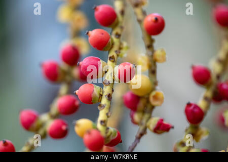 I frutti della pianta Caryota mitis close-up nella luce naturale. Thailandia. Foto Stock