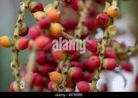 I frutti della pianta Caryota mitis close-up nella luce naturale. Thailandia. Foto Stock