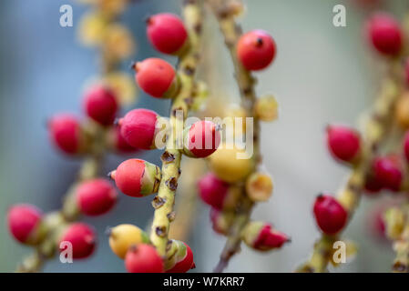 I frutti della pianta Caryota mitis close-up nella luce naturale. Thailandia. Foto Stock