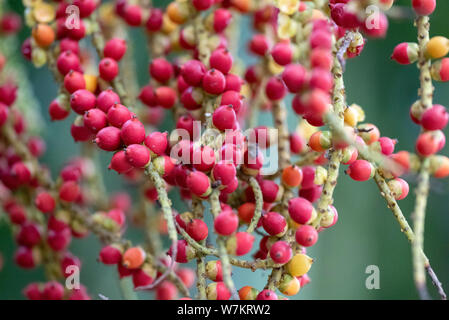 I frutti della pianta Caryota mitis close-up nella luce naturale. Thailandia. Foto Stock