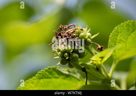 Il fiore non aperti dell'impianto Lantana camara close-up nella luce naturale. Thailandia. Foto Stock