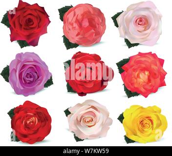 Collezione di Rose su sfondo bianco. Le rose rosso, beige, viola, rosa, bianco, corallo, giallo arancio-giallo, rosso-giallo. 3d realistiche rose close up Illustrazione Vettoriale