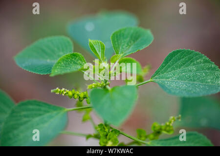 Il verde delle foglie della pianta Acalypha indica close-up nella luce naturale. Thailandia. Foto Stock