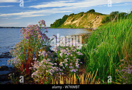 Il paesaggio della costa e la vegetazione a Holnis, Firth of Flensburg, Schleswig-Holstein, Germania Foto Stock