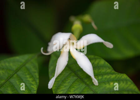 Tabernemontana (latino Tabernaemontána) - close-up di fiori bianchi nella luce naturale. Thailandia. Foto Stock