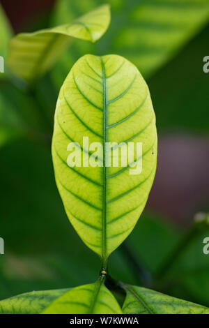Tabernemontana (latino Tabernaemontána) - close-up di foglie di colore verde in presenza di luce naturale. Thailandia. Foto Stock