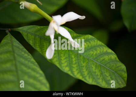 Tabernemontana (latino Tabernaemontána) - close-up di fiori bianchi nella luce naturale. Thailandia. Foto Stock