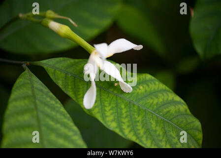 Tabernemontana (latino Tabernaemontána) - close-up di fiori bianchi nella luce naturale. Thailandia. Foto Stock