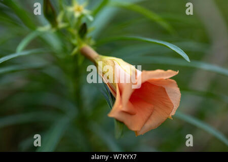 Thevetia peruviana (Cascabela thevetia) - Orange Bud, close-up. Thailandia Koh Chang Island. Foto Stock