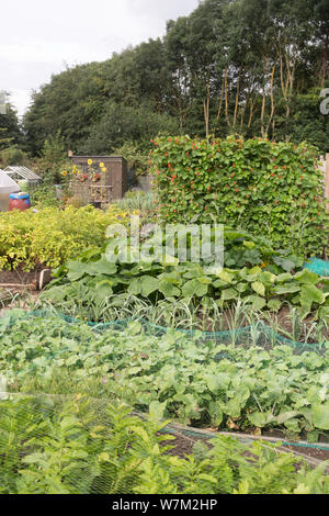 Un riparto giardino in estate, North East England, Regno Unito Foto Stock