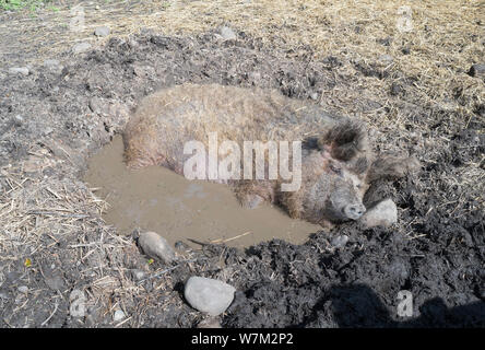 Maiale wallowing in un bagno di fango per conservare al fresco presso il museo Beamish, Co. Durham, England, Regno Unito Foto Stock