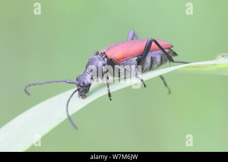 Anastrangalia sanguinolenta, una specie di fiori di Longhorn coleotteri appartenenti alla famiglia Cerambycidae Foto Stock