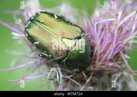 Cuprea Protaetia, noto come il rame, chafer avanzamento sul campo thistle in Finlandia Foto Stock