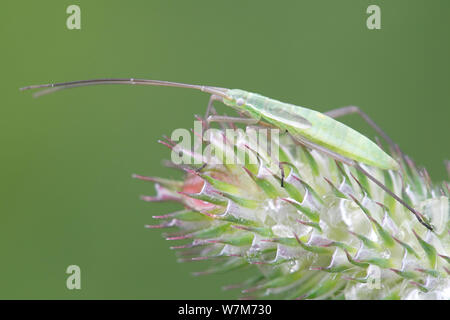 Megalocoerea recticornis, una specie di pianta bug della famiglia Miridae, appollaiate su Timoteo-erba, Phleum pratense Foto Stock