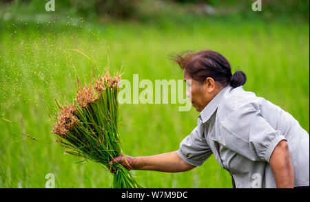 Una donna del trapianto del riso in Nakhon Nayok, Thailandia Foto Stock