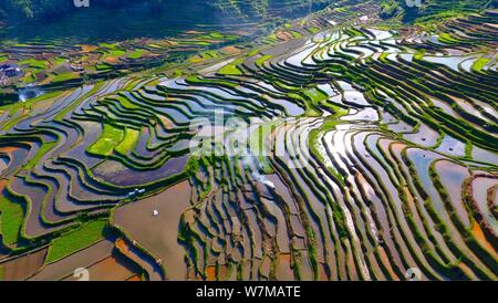 (190807) -- PECHINO, 7 Agosto, 2019 (Xinhua) -- foto aerea adottate il 23 maggio 2019 Mostra campi terrazzati a Gandong villaggio di Rongshui Miao contea autonoma, a sud della Cina di Guangxi Zhuang Regione autonoma. La Cina del settore agricoltura ha visto una rapida crescita negli ultimi 70 anni, con grano di espansione di uscita 4,8 volte, secondo una relazione dell'Ufficio Nazionale di Statistica (NBS). Della Cina di uscita della granella è cresciuta a un tasso medio annuo del 2,6 per cento a partire dal 1949 per raggiungere 658 miliardi di kg nel 2018, la gestione di alimentazione di circa il 20 per cento della popolazione mondiale con solo meno del 9 percento del wor Foto Stock