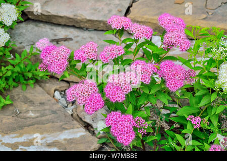 Spirea giapponese (Spiraea japonica) boccole con delicati fiori rosa e bianchi in pietra gargen close up. Giardinaggio Floricoltura, paesaggio, landsc Foto Stock