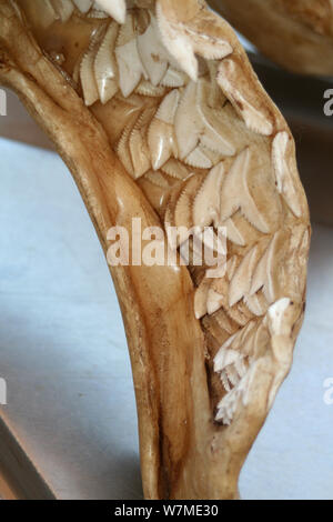 Denti di squalo tigre sul display nel KwaZulu Natal Sharks Board centro marittimo, Durban, Sud Africa Foto Stock