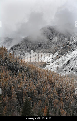 La parte superiore della cinghia di foresta in Altai montagne dopo la prima nevicata , la catena di Katunsky con Larice siberiano alberi (Larus sibirica rufous) e siberiano pini (Pinus sibirica) Mt.Belukha Natura Park, il sud-ovest della Siberia, Russia, ottobre 2010. Foto Stock
