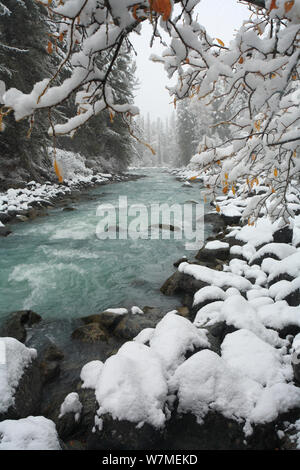 Inverno russo nelle montagne di Altai, gorge valle del fiume Kucherla, famosa per il suo aspetto lattiginoso blu-verdi acque con rivierasche scura foresta siberiana di abete rosso (Picea obovata) Siberian fir (Abies sibirica) e larice siberiano (Larus sibirica) Mt.Belukha Natura Park, il sud-ovest della Siberia, Russia, ottobre 2010. Foto Stock