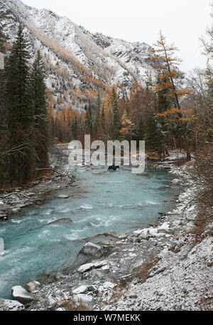 Fiume Kucherla locale con un uomo a cavallo attraversando il montane Altai fiume, che scorre nella parte inferiore della gola profonda attraverso il bosco ripariale con siberiano abete (picea obovata) e abete siberiano (Abies sibirica) Mt.Belukha Natura Park , la catena di Katunsky di Altai MTS, il sud-ovest della Siberia, Russia, ottobre 2010. Foto Stock
