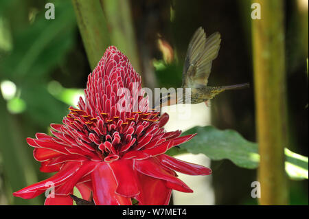 Visto-fatturati eremita hummingbird (Ramphodon naevius) sulla torcia zenzero (Etlingera elatior) fiore nella foresta pluviale Atlantica, comune di Ubatuba, il litorale di Sao Paulo Stato, sud-est del Brasile. Foto Stock