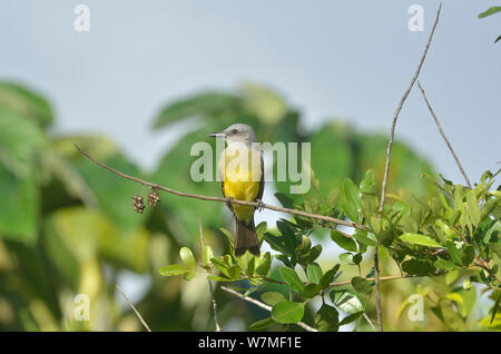 Tropical kingbird (Tyrannus melancholicus) appollaiato sul ramo in pianura foresta pluviale Atlantica, Estao Veracel naturali patrimonio privato riserva (RPPN Estao Veracel) comune di Porto Seguro, sud dello Stato di Bahia, Brasile orientale. Foto Stock