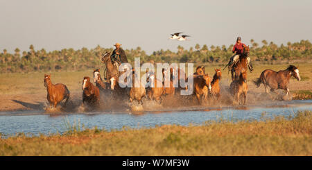 Due cowboy alla guida di una banda di semi-feral trimestre fattrici e puledri attraverso un ruscello, Estancia Don Amerigo, Chaco, Paraguay, Gennaio 2012 Foto Stock