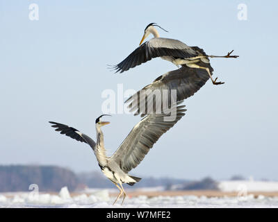 Gli aironi cenerini combattimento (Ardea cinerea) Usedom, Germania, gennaio Foto Stock