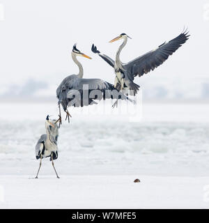 Gli aironi cenerini combattimento (Ardea cinerea) Usedom, Germania, gennaio Foto Stock