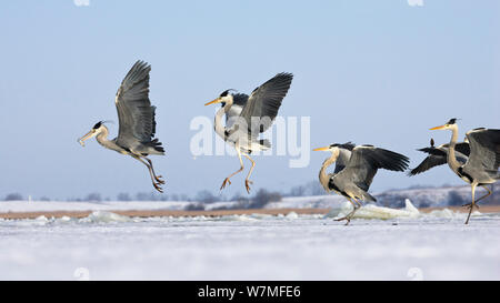 Gli aironi cenerini (Ardea cinerea) con pesce in volo, Usedom, Germania, gennaio Foto Stock