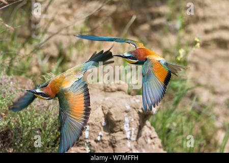 Unione gruccioni (Merops apiaster) coppia in volo, Bulgaria, può Foto Stock