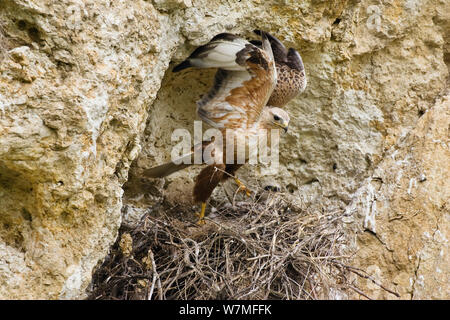 Dalle lunghe gambe Poiana a nido (Buteo rufinus) sta per prendere il via dopo che tende a pulcini, Bulgaria, può Foto Stock