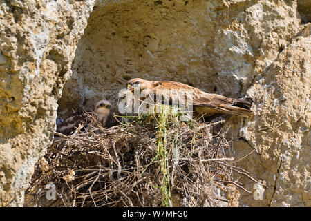 Dalle lunghe gambe Poiana (Buteo rufinus) con le prede per i pulcini al nido, Bulgaria, può Foto Stock