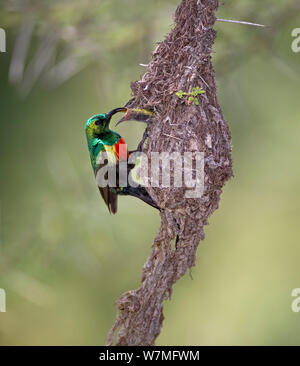 Bella sunbird (cinnyris pulchella) maschio di supporti antisismici stesso su un portamonete oscillante a forma di nido chiuso alimentando nel contempo i suoi giovani, Serengeti NP, Tanzania Foto Stock