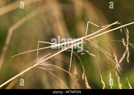 Unione Stick insetto sull'erba (Bacillus rossius) del Mediterraneo, l'Italia, Europa Foto Stock