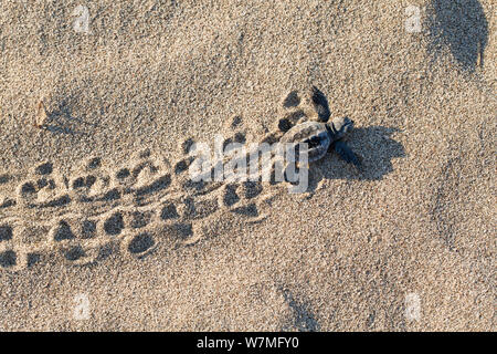 Tartaruga marina Caretta - Caretta) hatchling in esecuzione al mare, lycian coast, Mare mediterraneo, Turchia Foto Stock