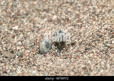 Tartaruga marina Caretta - Caretta) neonati emergente dalla sabbia, lycian coast, Mare mediterraneo, Turchia Foto Stock