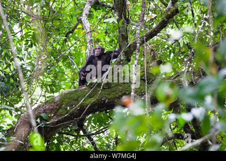 Uno scimpanzé (Pan troglodytes) maschio seduta nella struttura ad albero della foresta pluviale, Mahale Mountains National Park, Tanzania Africa orientale Foto Stock