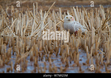 Civetta delle nevi (Bubo scandiacus) maschio permanente sulla Mallard duck carcassa (Anas platyrhynchos) durante la primavera la migrazione del nord, Canadian prairie, Saskatchewan, Canada, Gennaio Foto Stock