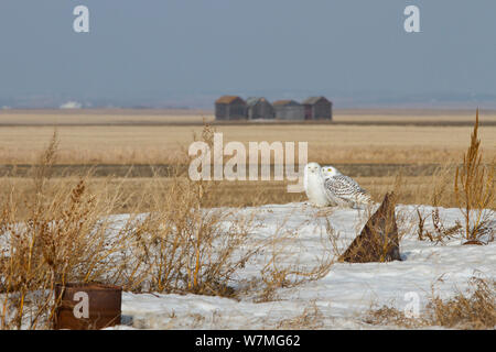 Civetta delle nevi (Bubo scandiacus) maschio e femmina coppia adagiata su ultimo restante neve, praterie canadesi, Saskatchewan, Canada, Marzo Foto Stock